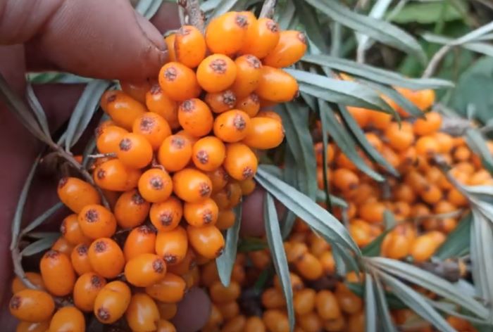 Сорт обліпихи Михайлівська