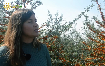 Облепиховый прорыв: лучшие сорта облепихи в Украине