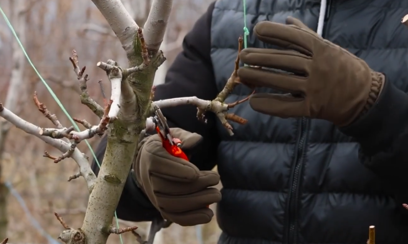 Дотримуйтеся правил обрізки, аби груші тішили врожаями
