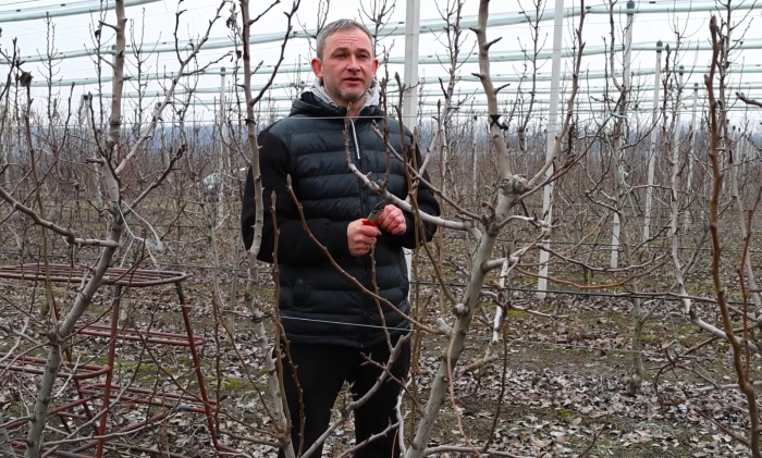 Ігор Бабій радить, як правильно обрізати грушу