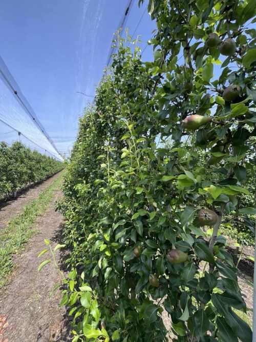 Красивий сад груш сорту Яблунівська