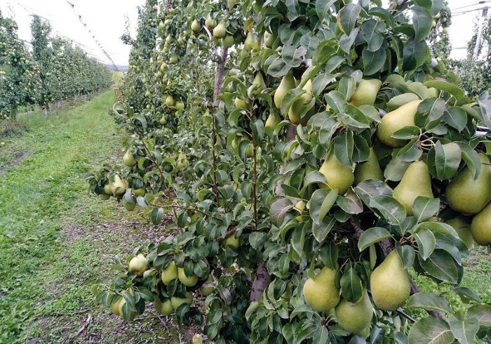 Сорт груші Яблунівська з плодами, що уже налились