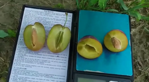 Плоды сливы Чачакская с насыщенным десертным вкусом
