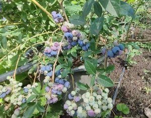 голубые ягоды голубики Река на кусте