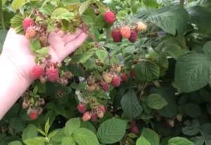 Плоди малини Каскад Делайт