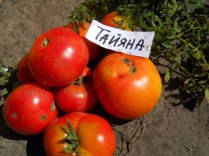 Томат Таяна, сорт японської селекції