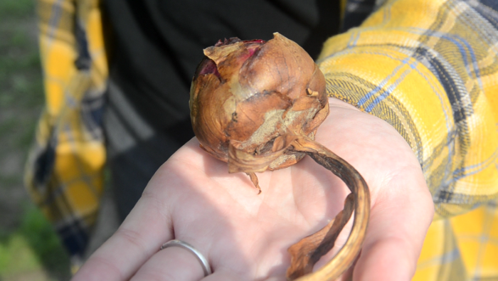 Ботритис вразив півонію