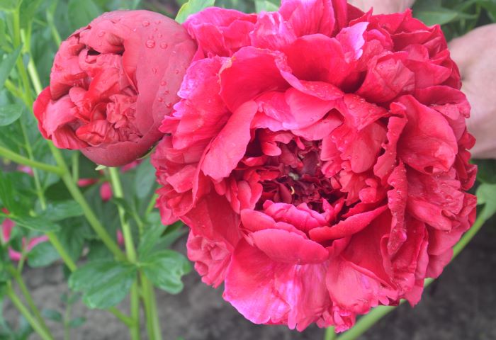 Півонії Генрі Бокстонс