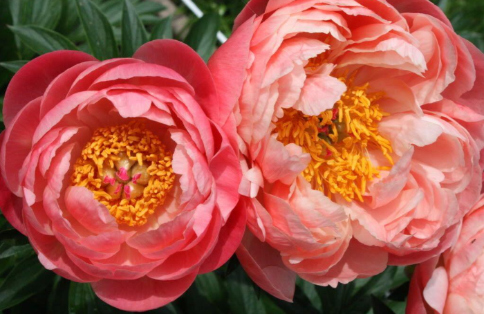 Півонії Корал Чарм