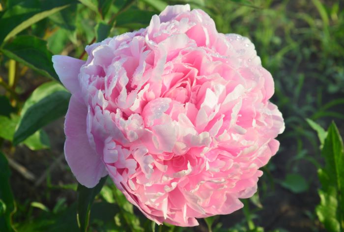 Півонія Сара Бернар (Sarah Bernhardt)