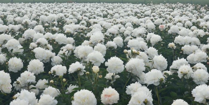 Щільні посадки півоній Ширлі Темпл