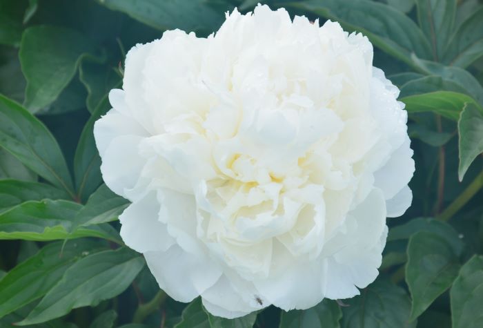 Півонія Ширлі Темпл