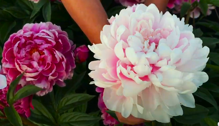 Півонії Ядвига