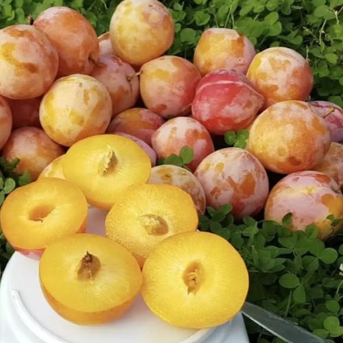 сливи сорту Байрон Голд