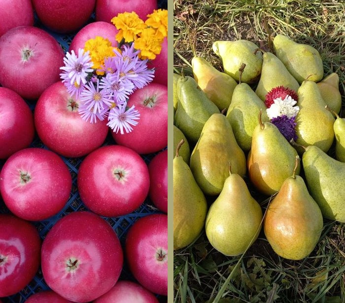 Магія домашнього саду