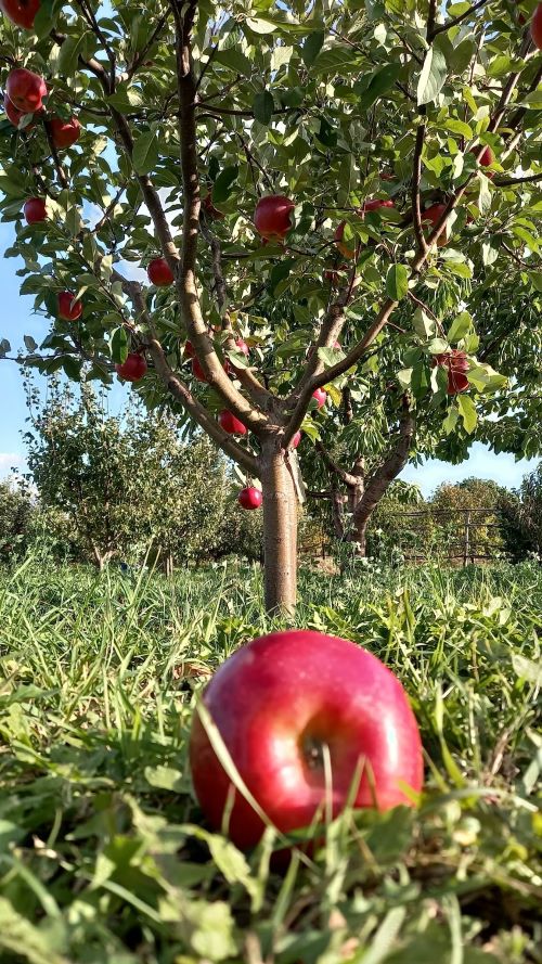 Найкращий десерт росте прямо на гілці