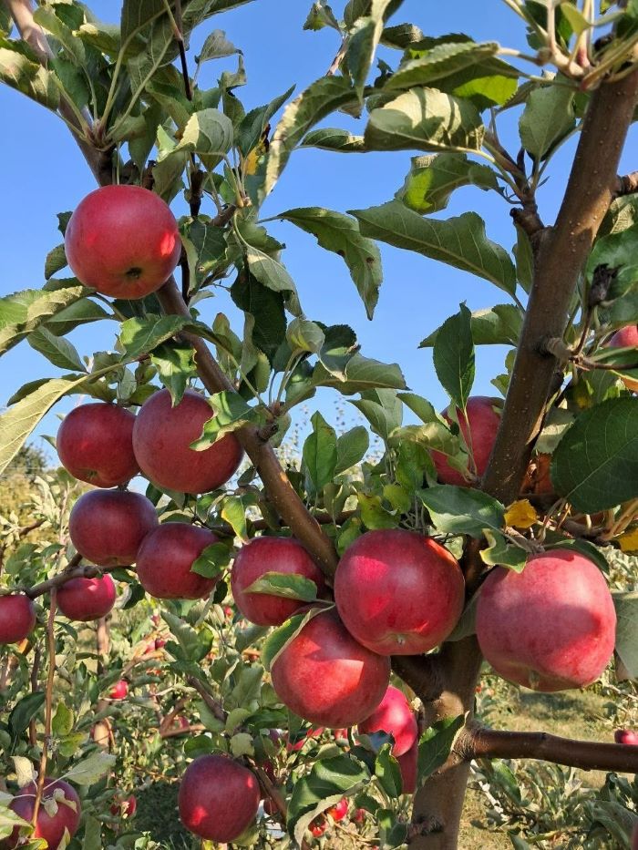 Секрет смаку &mdash; в обрізці. Не жалійте гілок, щоб дерево віддячило солодкими плодами