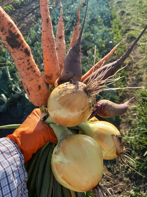 Окрім плодових дерев, сім'я ще вирощує різноманітні овочі&nbsp;