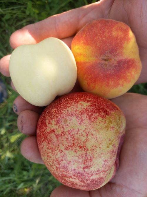 Родина обожнює вирощувати персики на різні смаки