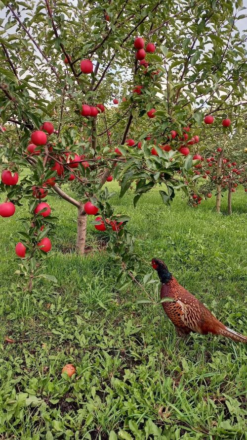Магія домашнього саду в кожному плоді