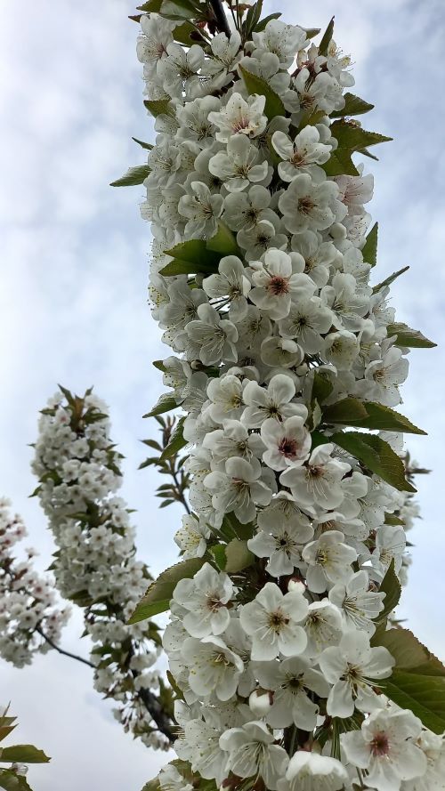Коли дерева навесні цвітуть, то знаходишся немов на фестивалі сакури в Японії