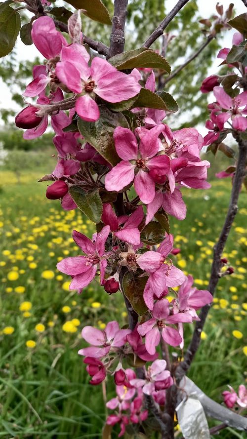 Коли дерева навесні цвітуть