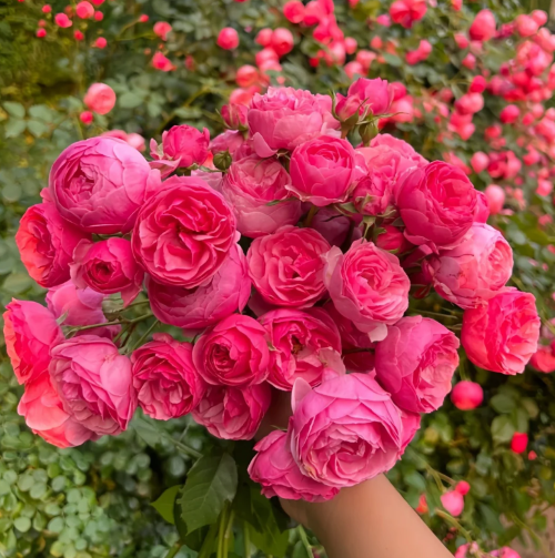 букет із троянди Помпонелла 