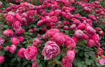 Роза Помпонелла: советы по выращиванию от нашей читательницы