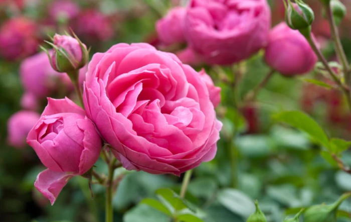 троянда Помпонелла схожа на півонію