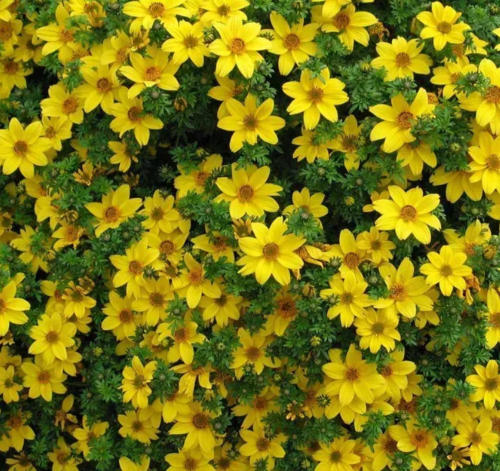 Біденс ауреа золотистий