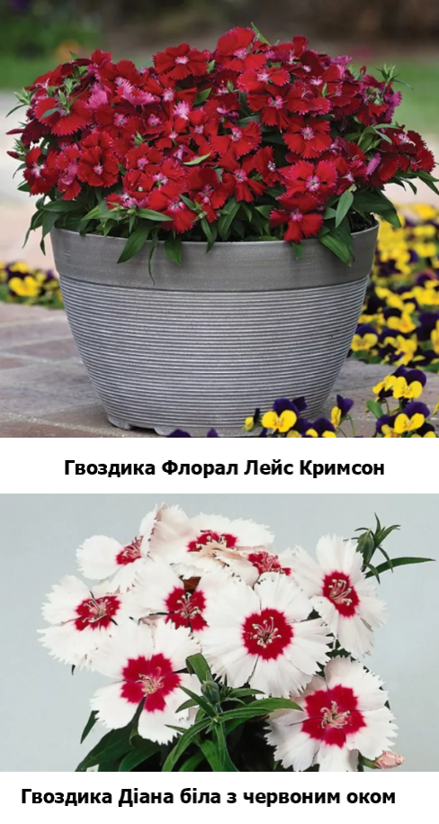Гвоздики сортів Діана біла з червоним оком та Флорал Лейс Кримсон  