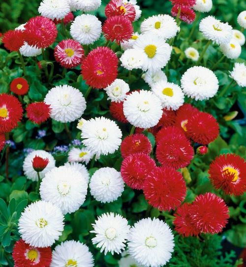 Маргаритка суміш