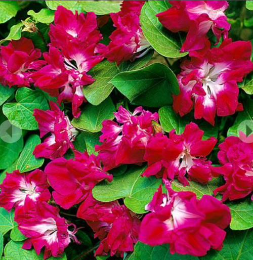 Іпомея Сиренада&nbsp;