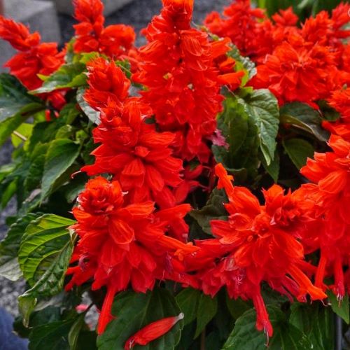 Сальвія червона