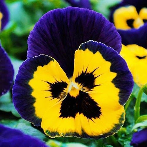 Віола Максим