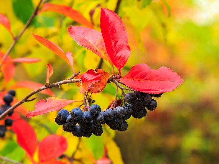 Чорні ягоди аронії на палаючому тлі листя створять акцент у вашому саду