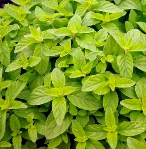 Бананова м&rsquo;ята