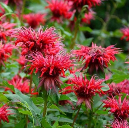 Монарда Фаєр бол&nbsp;