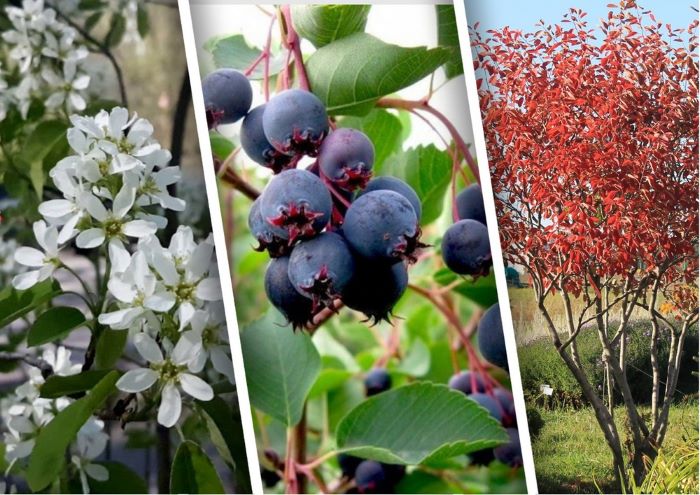 Ірга виглядає неперевершено у всі пори року