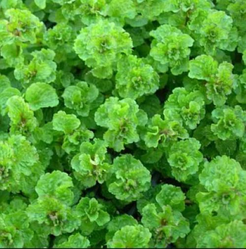 М&rsquo;ята кучерява (Кріспа)