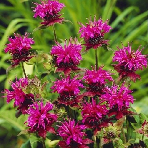 Монарда Скорпіон