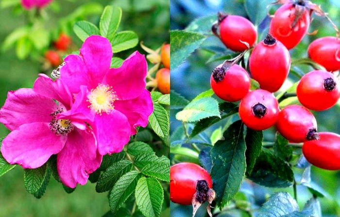 Безколючкова шипшина