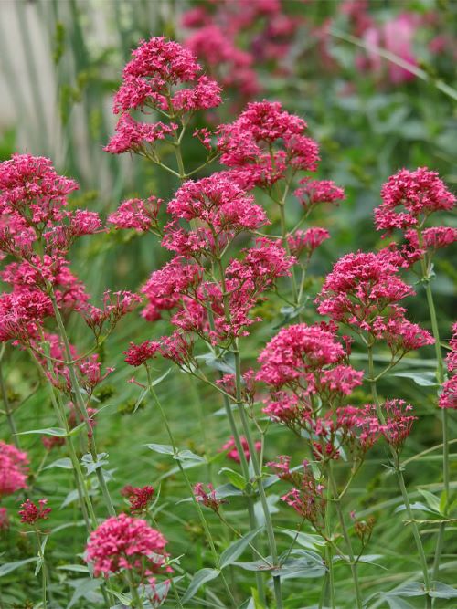 Валеріана Розенрот