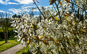 Сад, который лечит