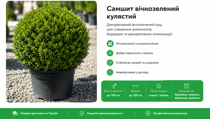 Красива форма самшиту &mdash; результат правильного догляду