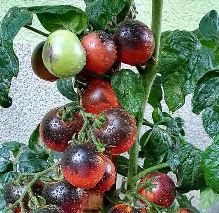 Томат Dwarf Mocha's Cherry (Мокко Чері)