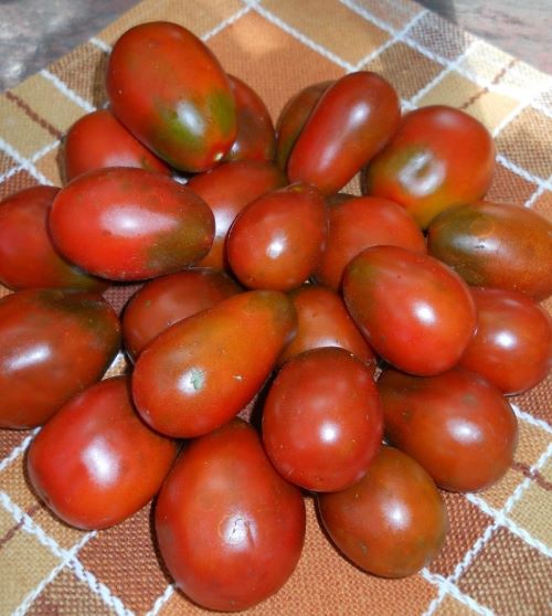 Плод томата черри Шоколадный зайчик