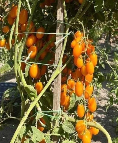 Рясний урожай томата Мавка