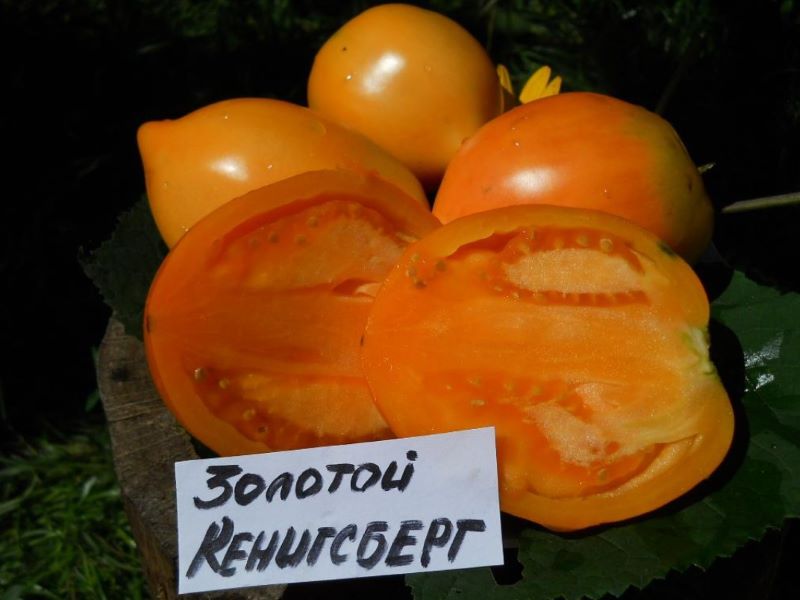 Серцевидные оранжевые плоды томата Золотой Кенигсберг