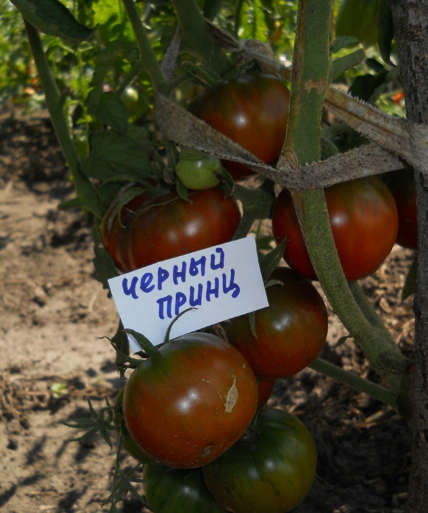 Темно-бордовые плоды томата Черный принц